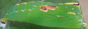 Pupae